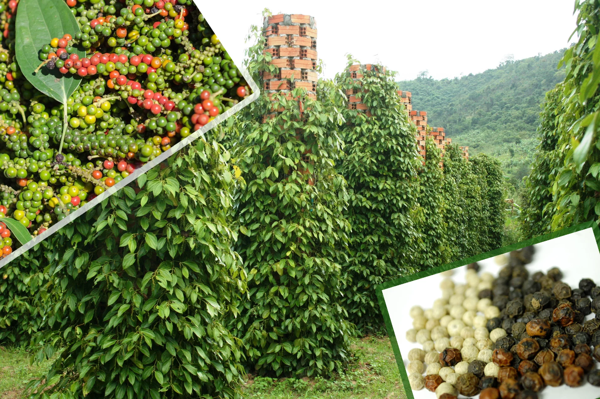 kampot-pepper-Edited.jpg