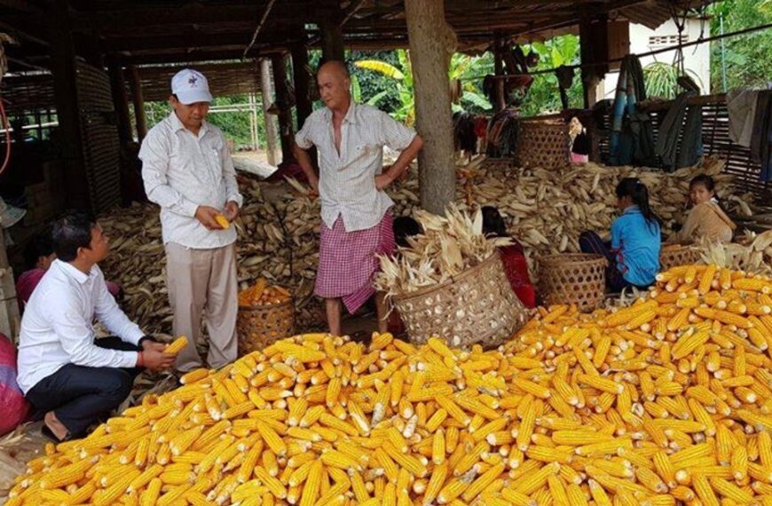 ក្រសួងពាណិជ្ជកម្មនិងក្រុមហ៊ុនផលិតចំណីសត្វចំនួន ៦ ចុះMOU ជួយទិញកសិផលប្រមាណ៣៨ម៉ឺនតោន